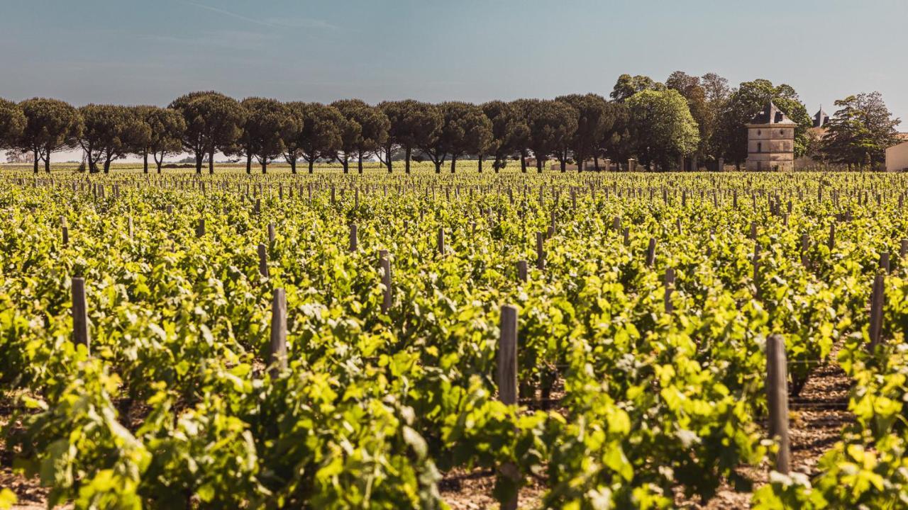 Chateau Laffitte Carcasset Saint-Estèphe Eksteriør bilde